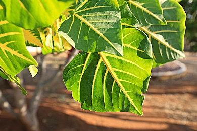 《刺客信条：英灵殿》PC更新即将上线：7GB